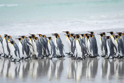 King Penguin, Falkland Islands. by Martin Zwick art print