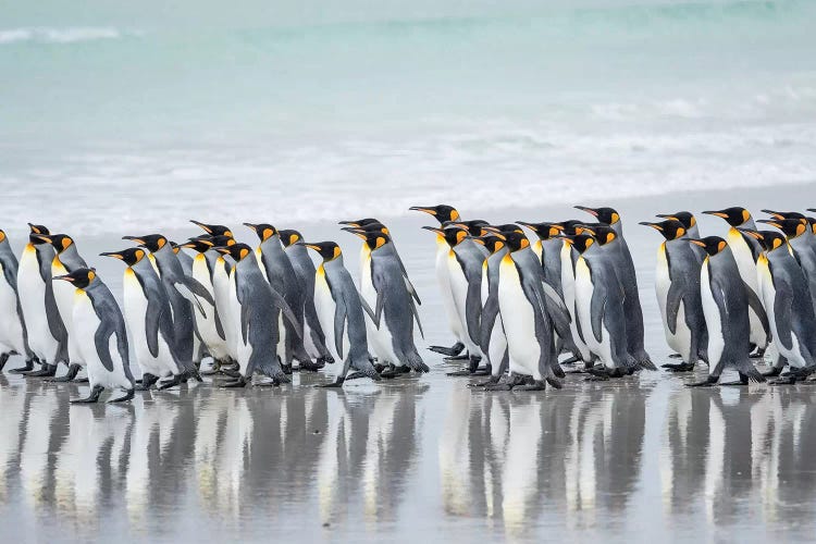 King Penguin, Falkland Islands.