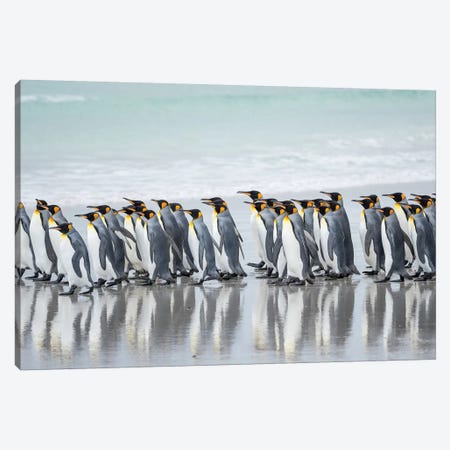 King Penguin, Falkland Islands. Canvas Print #MZW247} by Martin Zwick Art Print