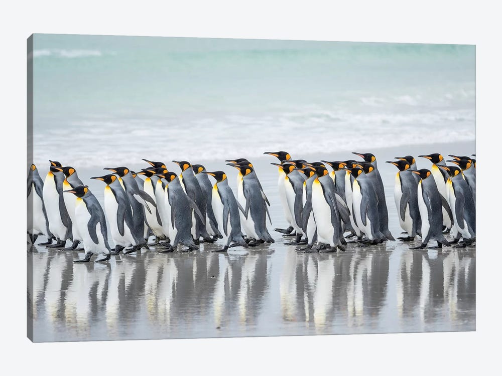 King Penguin, Falkland Islands. by Martin Zwick 1-piece Canvas Art