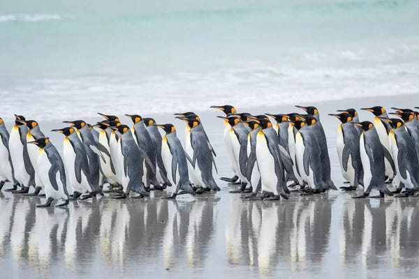 Penguins: King Penguin, Falkland Islands. by Martin Zwick