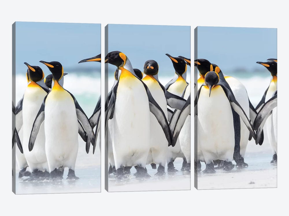 King Penguin, Falkland Islands. by Martin Zwick 3-piece Canvas Art Print