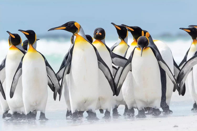 King Penguin, Falkland Islands.