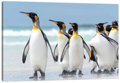 King Penguin, Falkland Islands. Canvas Art Print - Penguin Art