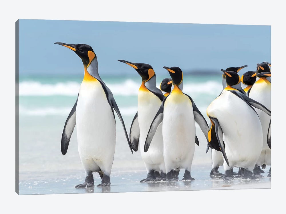 King Penguin, Falkland Islands. by Martin Zwick 1-piece Canvas Wall Art