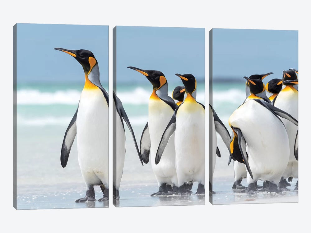 King Penguin, Falkland Islands. by Martin Zwick 3-piece Canvas Art