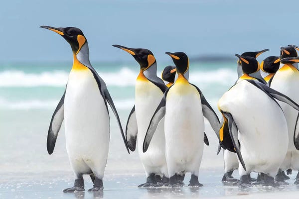Penguins: King Penguin, Falkland Islands. by Martin Zwick