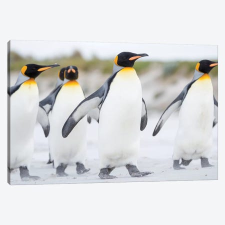 King Penguin, Falkland Islands. Canvas Print #MZW250} by Martin Zwick Canvas Art Print