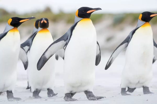Martin Zwick: King Penguin, Falkland Islands. by Martin Zwick
