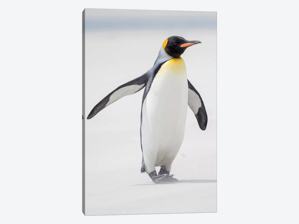 King Penguin, Falkland Islands. by Martin Zwick 1-piece Art Print