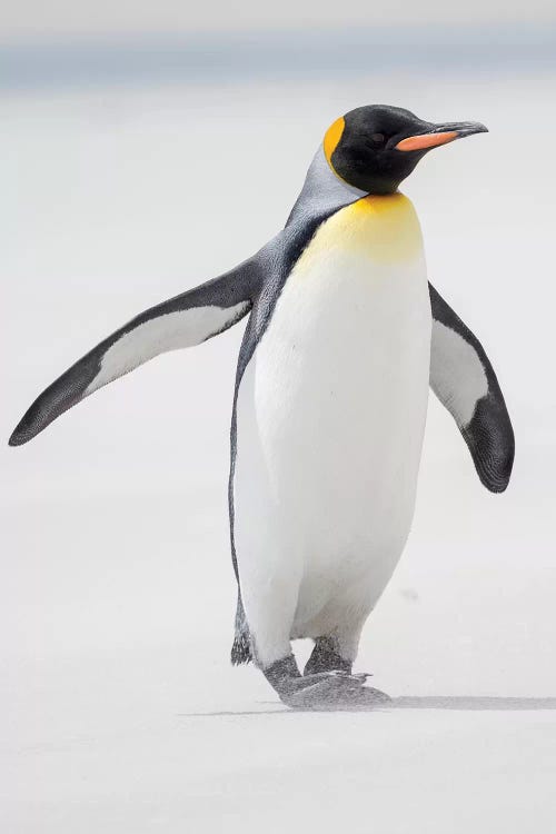 King Penguin, Falkland Islands.
