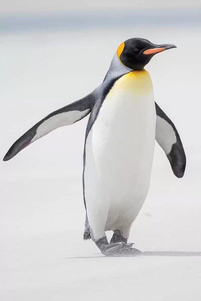 King Penguin, Falkland Islands.