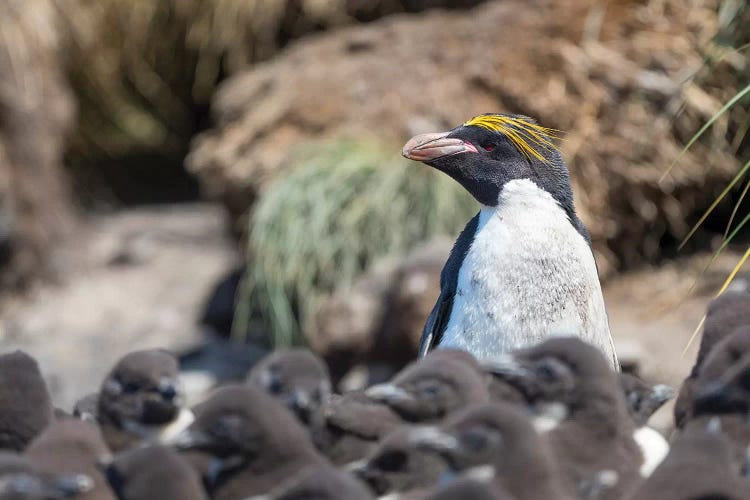 Macaroni Penguin In Colony Of Southern Rockhopper Penguins On Bleaker Island, Falkland Islands.