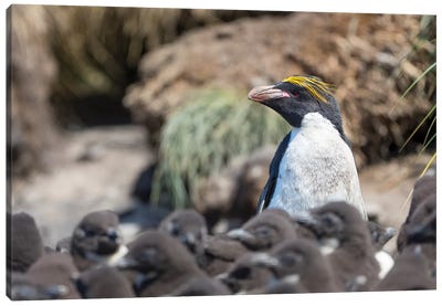 Macaroni Penguin In Colony Of Southern Rockhopper Penguins On Bleaker Island, Falkland Islands. Canvas Art Print - Martin Zwick
