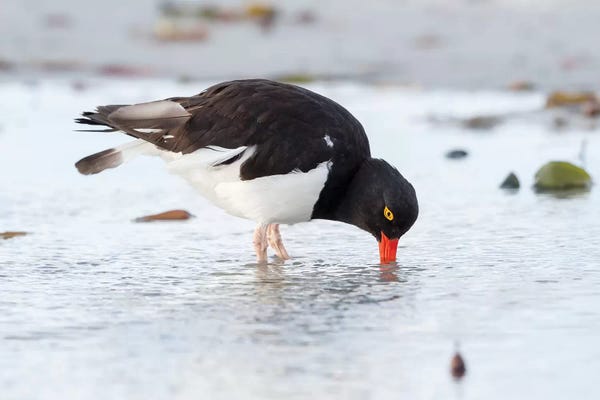 Martin Zwick: Magellanic Oystercatcher, Falkland Islands, Sea Lion Island. by Martin Zwick