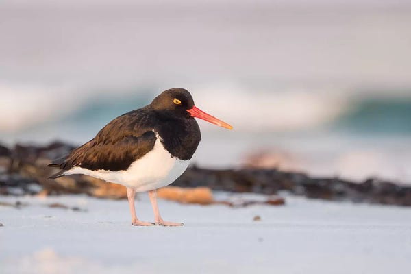 Martin Zwick: Magellanic Oystercatcher, Falkland Islands, Sea Lion Island. by Martin Zwick