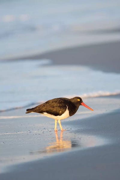 Seals & Sea Lions: Magellanic Oystercatcher, Sea Lion Island, Falkland Islands. by Martin Zwick