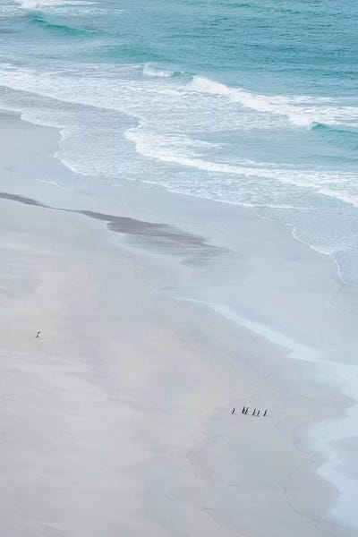 Magellanic Penguin Group On Empty Beach, Falkland Islands. by Martin Zwick art print