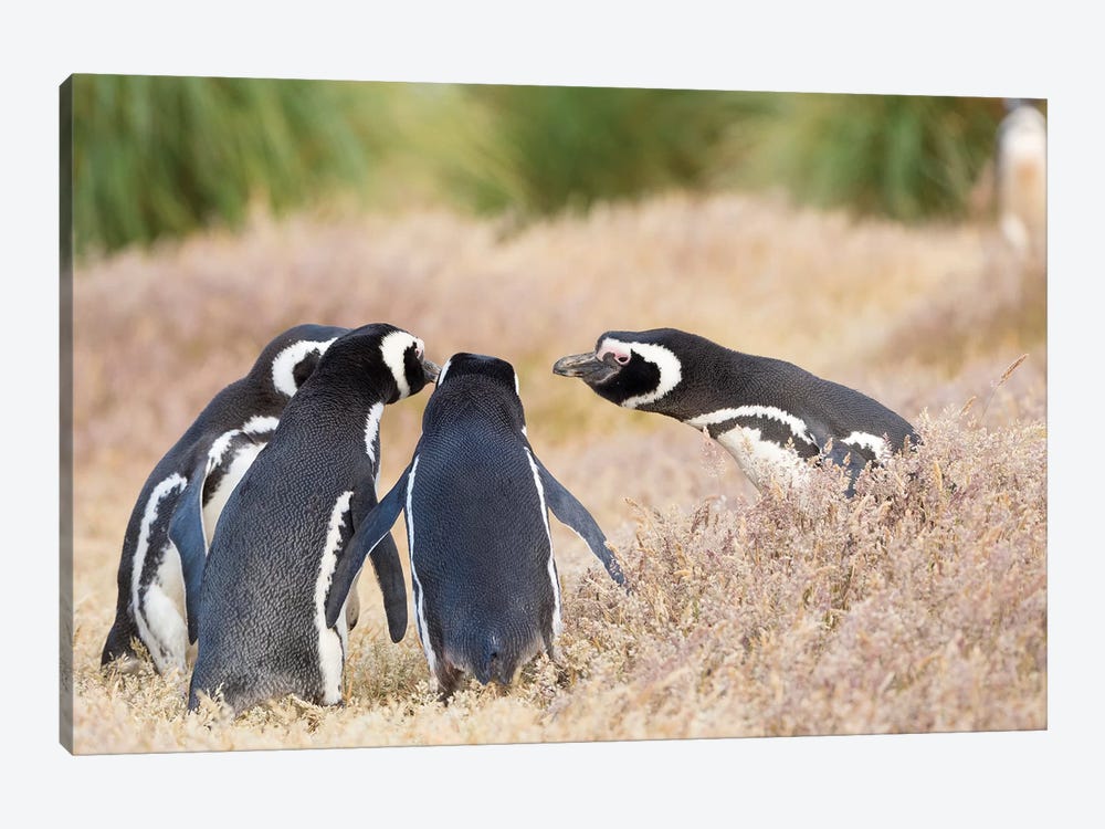 Magellanic Penguin Social Interaction And Behavior In A Group, Falkland Islands. by Martin Zwick 1-piece Canvas Art Print