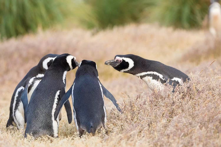 Magellanic Penguin Social Interaction And Behavior In A Group, Falkland Islands.