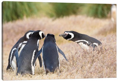 Magellanic Penguin Social Interaction And Behavior In A Group, Falkland Islands. Canvas Art Print - Martin Zwick