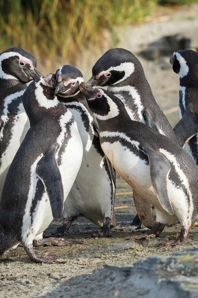 Magellanic Penguin Social Interaction And Behavior In A Group, Falkland Islands. by Martin Zwick art print