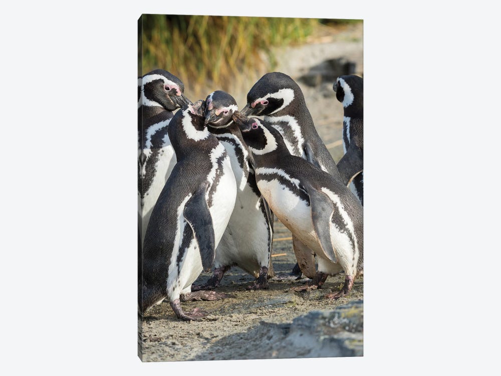 Magellanic Penguin Social Interaction And Behavior In A Group, Falkland Islands. by Martin Zwick 1-piece Canvas Wall Art