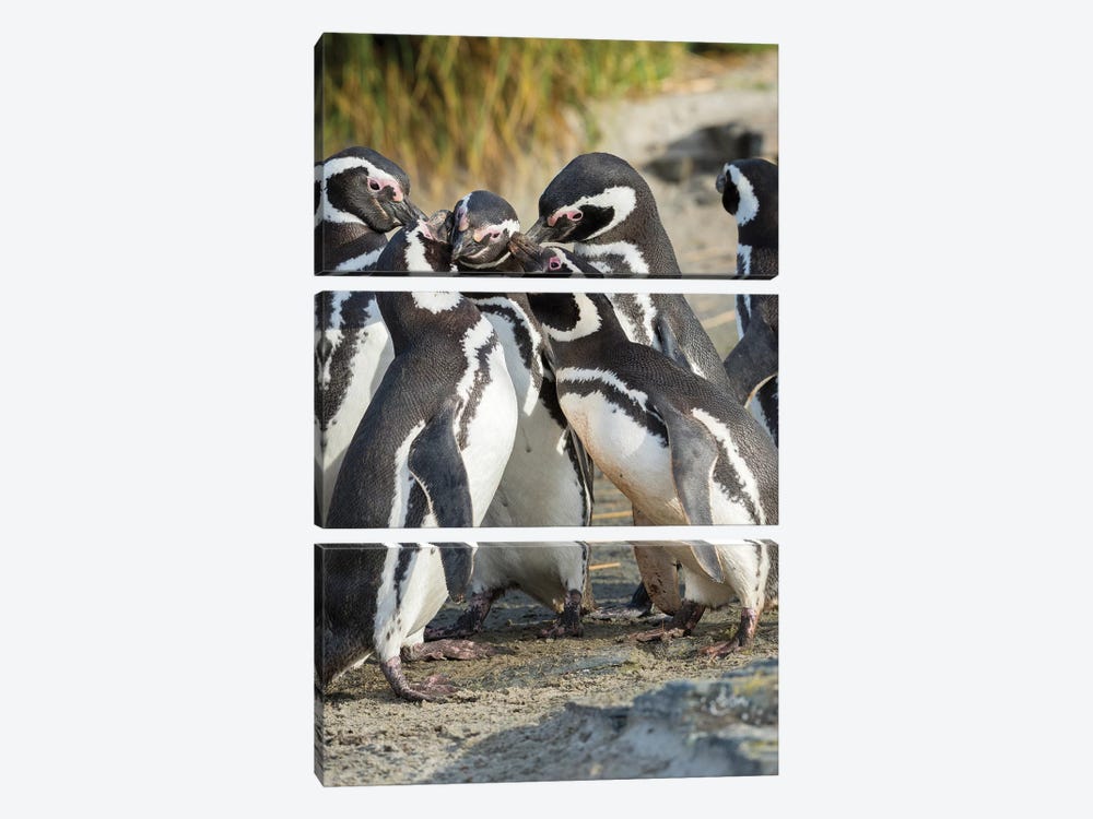 Magellanic Penguin Social Interaction And Behavior In A Group, Falkland Islands. by Martin Zwick 3-piece Canvas Wall Art
