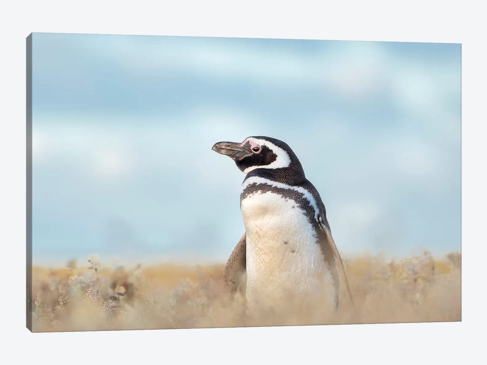 Magellanic Penguin, Falkland Islands. by Martin Zwick 1-piece Canvas Print