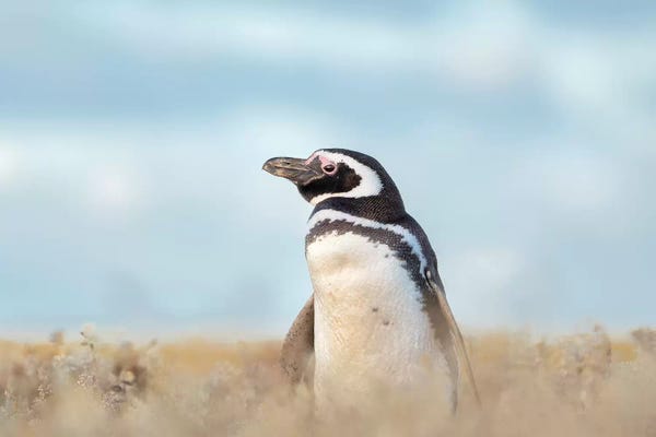 Martin Zwick: Magellanic Penguin, Falkland Islands. by Martin Zwick