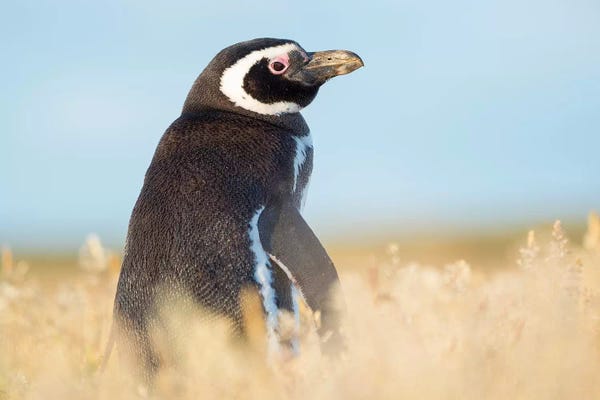 Martin Zwick: Magellanic Penguin, Falkland Islands. by Martin Zwick
