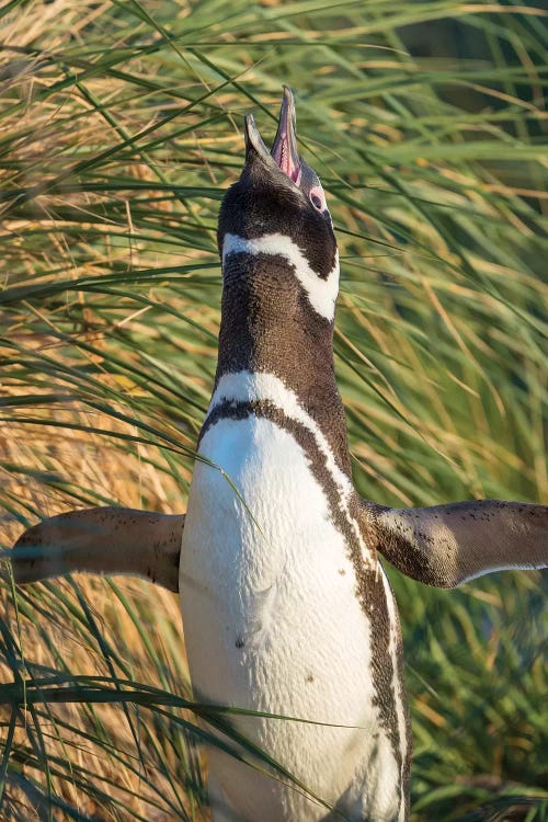 Magellanic Penguin, Falkland Islands.