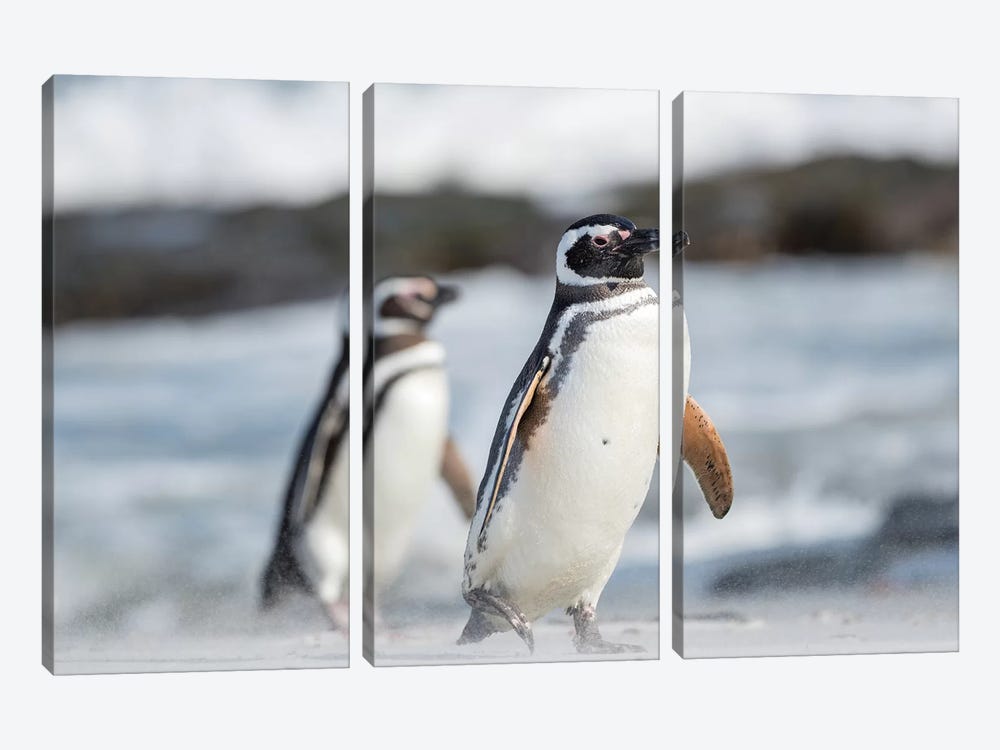 Magellanic Penguin, Falkland Islands. by Martin Zwick 3-piece Canvas Print