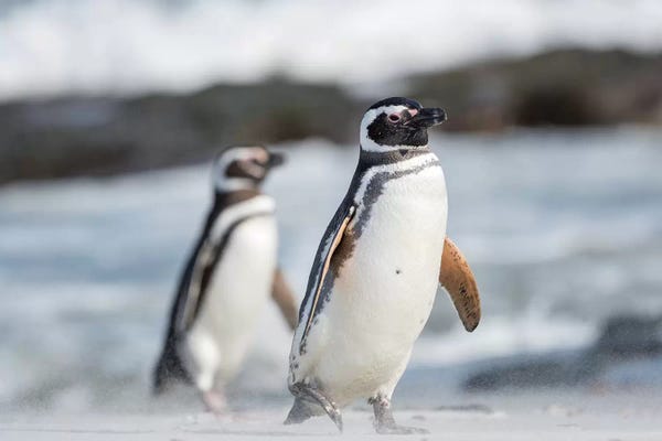 Penguins: Magellanic Penguin, Falkland Islands. by Martin Zwick