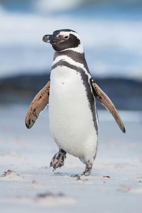 Magellanic Penguin, Falkland Islands.