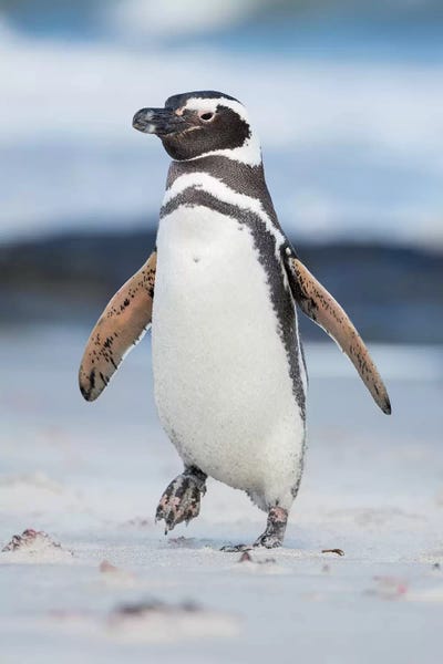 Penguins: Magellanic Penguin, Falkland Islands. by Martin Zwick
