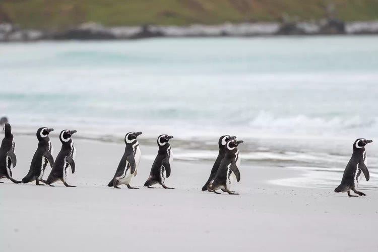 Magellanic Penguin, Falkland Islands.