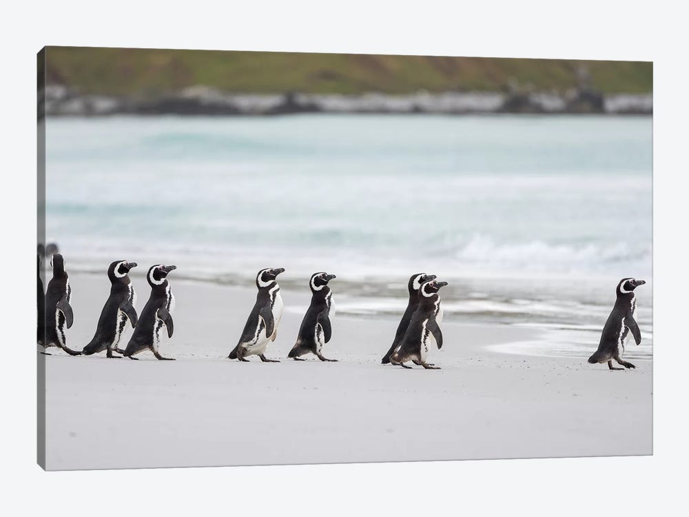 Magellanic Penguin, Falkland Islands. by Martin Zwick 1-piece Canvas Art Print