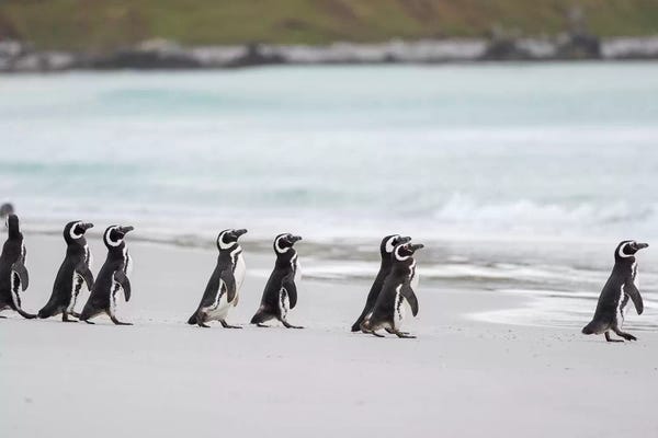 Penguins: Magellanic Penguin, Falkland Islands. by Martin Zwick