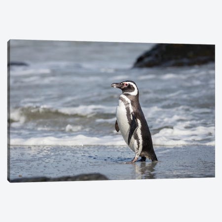 Magellanic Penguin, Falkland Islands. Canvas Print #MZW265} by Martin Zwick Canvas Print