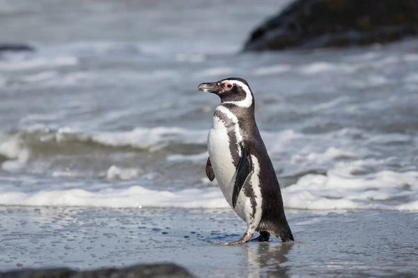 Magellanic Penguin Falkland Islands Ver. IV