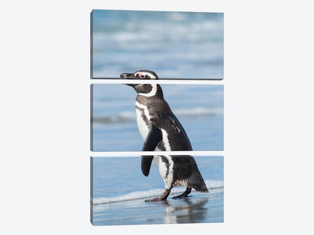 Magellanic Penguin, Falkland Islands. by Martin Zwick 3-piece Art Print