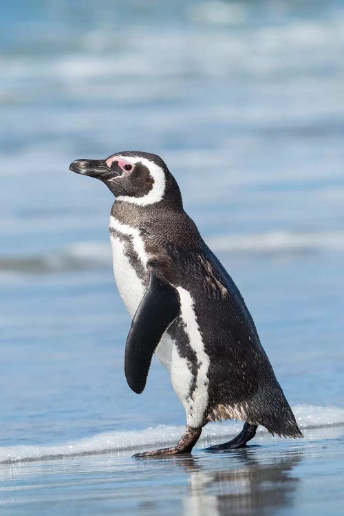 Magellanic Penguin, Falkland Islands.