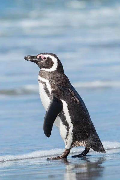 Penguins: Magellanic Penguin, Falkland Islands. by Martin Zwick