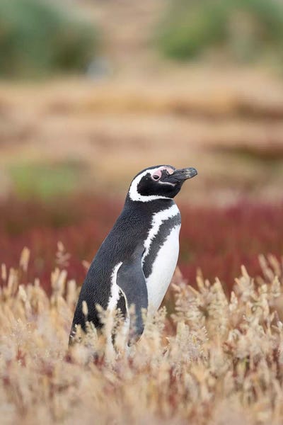 Penguins: Magellanic Penguin, Falkland Islands. by Martin Zwick