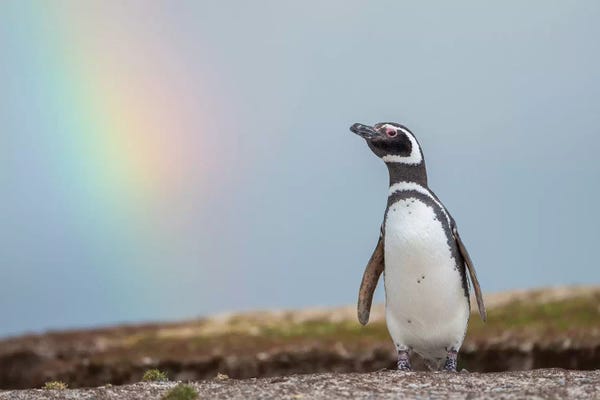Magellanic Penguin Falkland Islands Ver. V