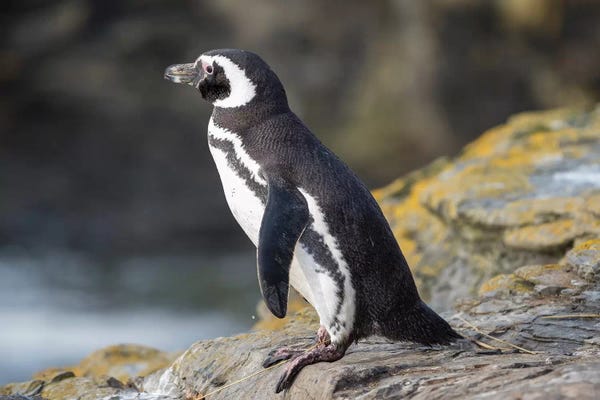Penguins: Magellanic Penguin, Falkland Islands. by Martin Zwick