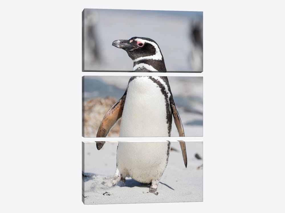 Magellanic Penguin, Falkland Islands. by Martin Zwick 3-piece Canvas Artwork