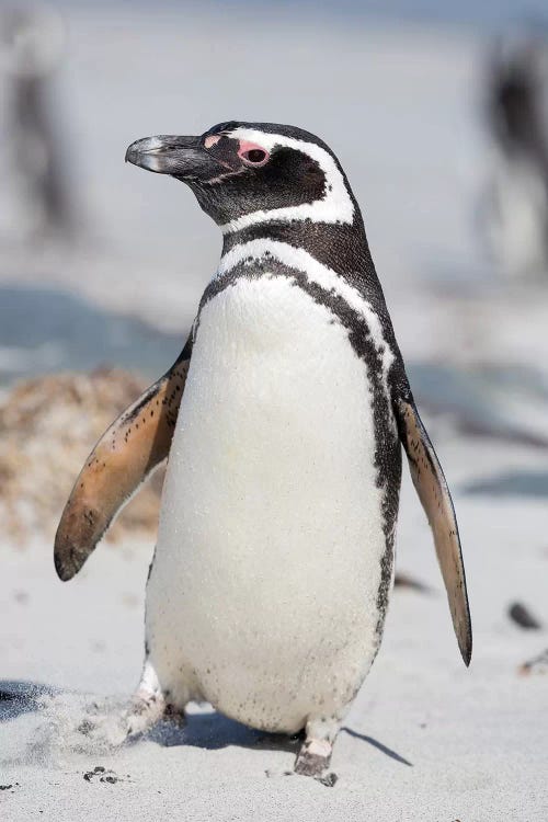 Magellanic Penguin, Falkland Islands.