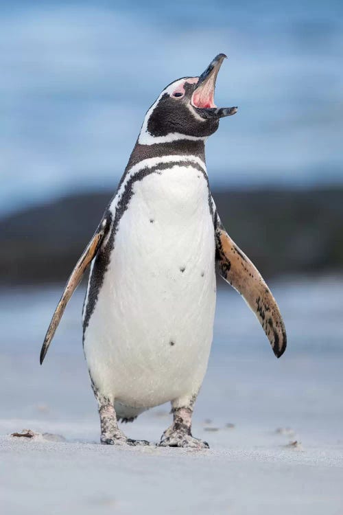 Magellanic Penguin, Falkland Islands.